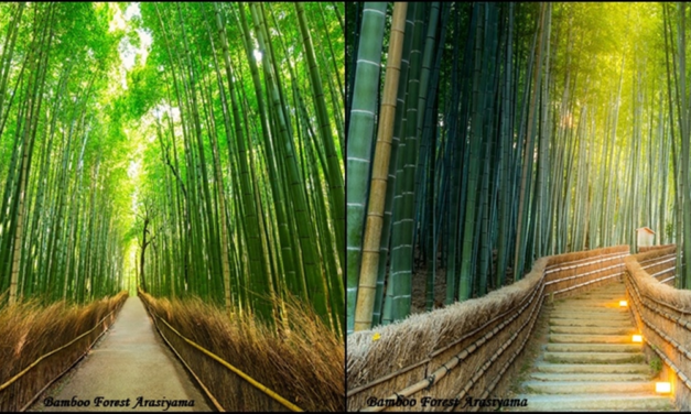Bamboo Forest Arashiyama
